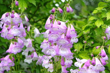 Pale purple and white penstemon, also known as foxglove beardtongue ‘Alice Hindley’ in flower.