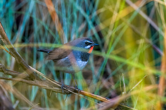 Chinese rubythroat (Calliope tschebaiewi) observed at Maguri Beel in Assam, India