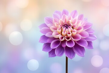Fototapeta premium Pastel Purple Dahlia Blossom with Soft Bokeh Background