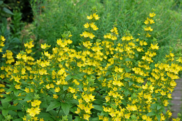 Lysimachia vulgaris, Large yellow loosestrife in flower.