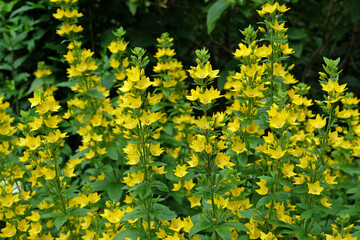 Lysimachia vulgaris, Large yellow loosestrife in flower.