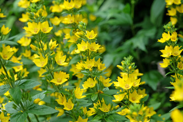 Lysimachia vulgaris, Large yellow loosestrife in flower.