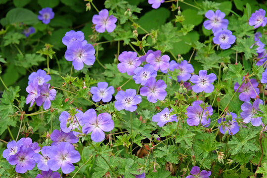 Purple hardy geranium cranesbill &lsquo;Rozanne&rsquo; in flower.