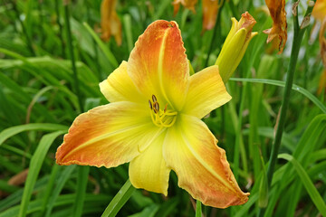 Yellow and bronze Daylily Hemerocallis ‘Valley Monster’ in flower.