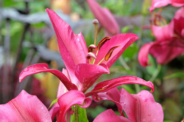Magenta pink lilium, tree lily ‘Pink Explosion’ in flower.