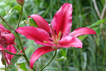 Magenta pink lilium, tree lily ‘Pink Explosion’ in flower.