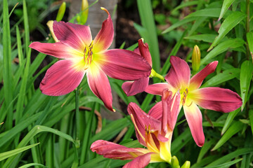 Red and yellow Daylily Hemerocallis ‘Barbaresco’ in flower.