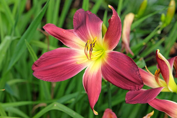 Red and yellow Daylily Hemerocallis ‘Barbaresco’ in flower.
