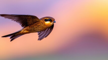 Fototapeta premium Bird in flight at sunset, nature background, wildlife photography, for nature documentaries