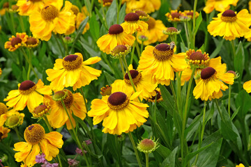 Yellow helenium sneezeweed, ‘El Dorado’ in flower.