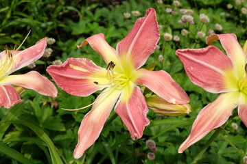 Pink and yellow Daylily Hemerocallis ‘Webster’s Pink Wonder’ in flower.