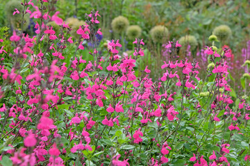 Bright pink Salvia microphylla ‘Cerro Potosí’, also known as baby sage, in flower.
