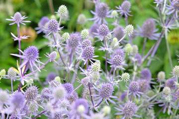 Eryngium planum, blue eryngo, ‘Blue Glitter’ in flower.