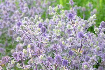 Eryngium planum, blue eryngo, ‘Blue Glitter’ in flower.