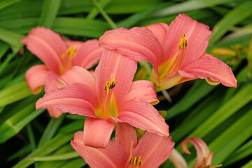 Hemerocallis hybrid daylily ‘Pink Damask’ in flower.