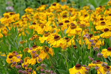 Fototapeta premium Yellow helenium sneezeweed, ‘El Dorado’ in flower.