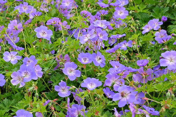 Purple hardy geranium cranesbill ‘Rozanne’ in flower.