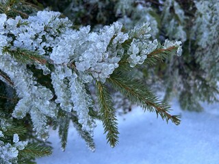 Frozen ice on the branch of pine tree.
