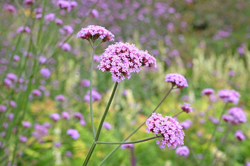 Lilac purple Verbena bonariensis, also known as purple top vervain, clustertop vervain, Argentinian...