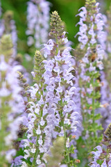 Pale blue spires of Salvia x sylvestris ‘Crystal Blue’, or wood sage in flower.