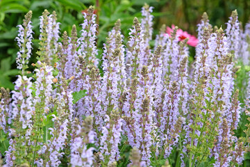 Naklejka premium Pale blue spires of Salvia x sylvestris ‘Crystal Blue’, or wood sage in flower.