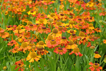 Orange and yellow helenium sneezeweed ‘Waltraut’ in flower.