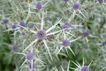 Blue and silver spiked Eryngium variifolium, variable leaved sea holly, in bloom.