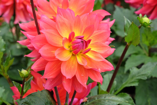 Deep orange and pink Decorative dahlia ‘Firepot’ in flower.