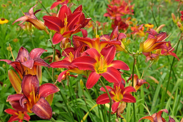 Red Daylily Hemerocallis &lsquo;Stafford&rsquo; in flower.