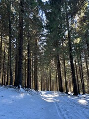 A snowy, dark forest on a sunny day.