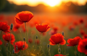 Fototapeta premium Beautiful poppy flowers bloom in field at sunset. Vivid red poppies stand tall against warm golden background. Nature scene. Summer day. Peaceful scene. Rural landscape. Stunning colors. Idyllic.