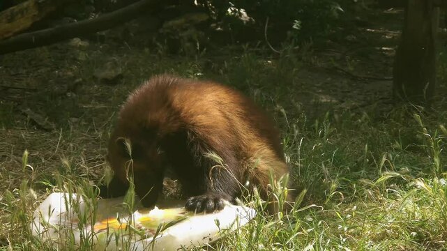 Wolverine is playing with ice cream, its scientific name is Gulo gulo