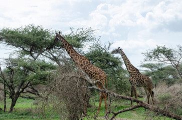 Fototapeta premium Giraffes in the Serengeti National Park in Tanzania, Africa. 