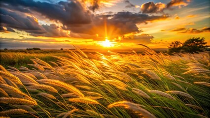 Windy sunset paints the wild grass field in golden hues.  Dramatic landscape photography.