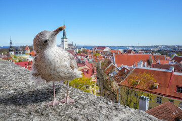 Tallinn Estonia on May 5, 2024. Panorama skyline from Kohtu viewpoint on Toompea hill. Seagull...