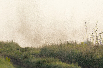 A swarm of mosquitoes and gnats in the air above the swamp. Chironomidae midge known as chironomids...