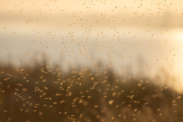 Background of mosquitoes and gnats in the air above the swamp. Chironomidae midge known as chironomids or non-biting midges.
