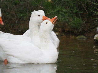 Domestic white geese flock swimming on a small pond at rural farm. Traditional poultry farming scene with waterfowl on natural water surface surrounded by green grass