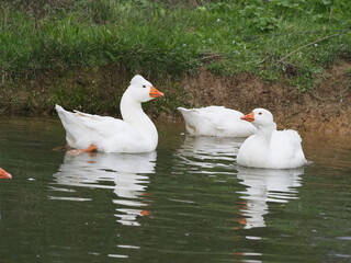Domestic white geese flock swimming on a small pond at rural farm. Traditional poultry farming scene with waterfowl on natural water surface surrounded by green grass