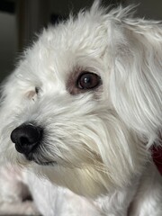 Maltese