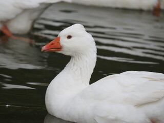 Domestic white geese flock swimming on a small pond at rural farm. Traditional poultry farming scene with waterfowl on natural water surface surrounded by green grass