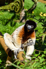 Sifaka sitting on a branch in the sunlight