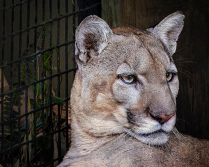 A Florida panther is sitting in front of a fence © Lawrence