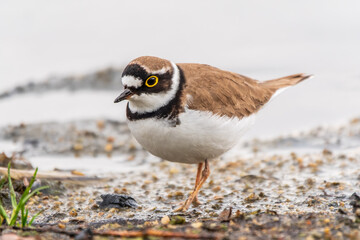 Little ringed plover (Charadrius dubius), bird standing on the lake shore