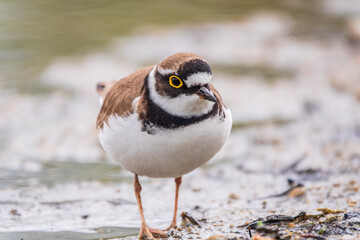 Little ringed plover (Charadrius dubius), bird standing on the lake shore