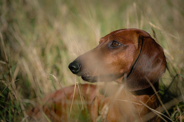 dachshund in the grass