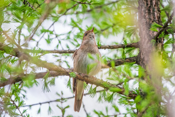 Thrush Nightingale, Luscinia luscinia. A bird sits on a tree branch and sings