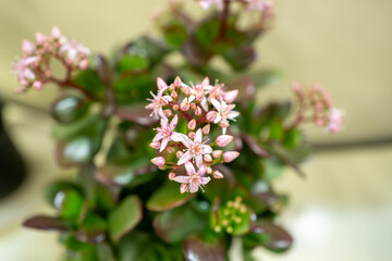 幸運の花、カネノナルキの花、 jade plant、money tree、 dollar plant