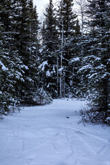 Snowy path and pine trees in Alaska.