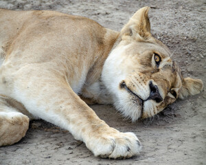A lioness lies on the ground in Serengeti National Park, Tanzania, Africa.
